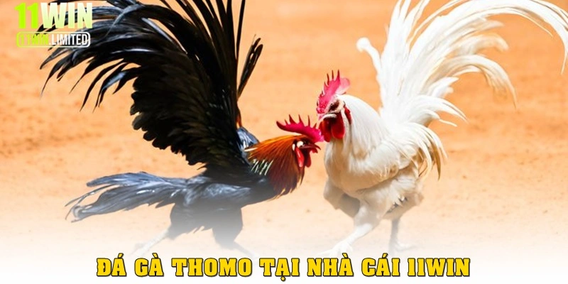 Dù có nhiều hình thức đá gà trực tuyến khác nhau trên thị trường nhưng đá gà thomo tại 11win vẫn siêu hot. Thắng game, bạn sẽ thu được rất nhiều tiền.